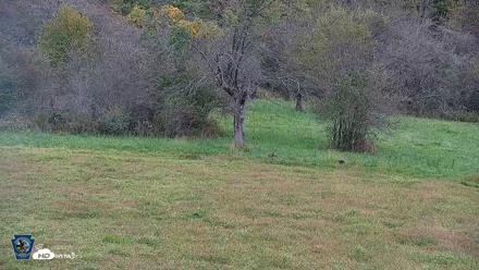 Pennsylvania Elk Live Webcam - Sep 30, 2026, 1:18pm EDT