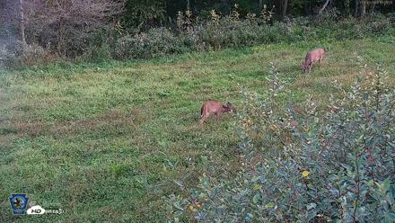 Pennsylvania Elk Live Webcam - Sep 30, 2026, 5:27pm EDT