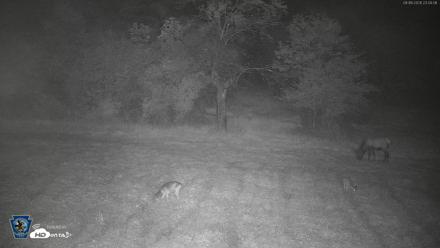 Pennsylvania Elk Live Webcam - Sep 6, 2026, 11:04pm EDT