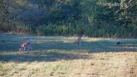Pennsylvania Elk Live Webcam - Aug 30, 2025, 6:20pm EDT