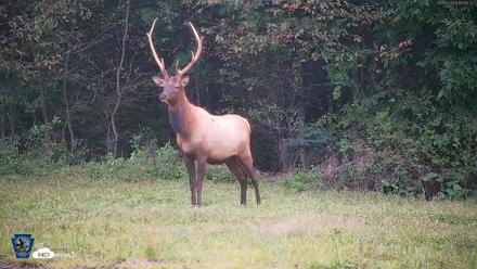 Pennsylvania Elk Live Webcam - Sep 9, 2026, 7:08pm EDT