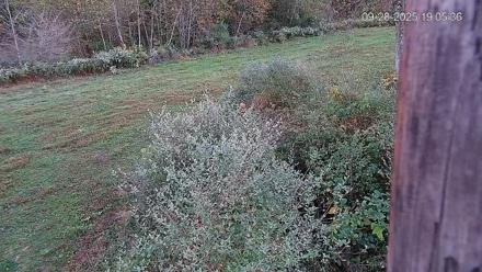 Pennsylvania Elk Live Webcam - Sep 28, 2025, 7:06pm EDT