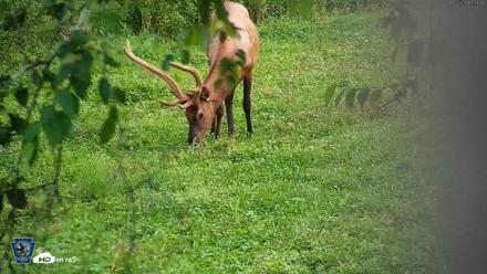 Pennsylvania Elk Live Webcam - Aug 6, 2026, 7:24pm EDT