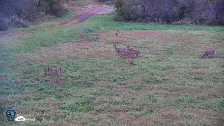Pennsylvania Elk Live Webcam - Oct 2, 2026, 6:21pm EDT