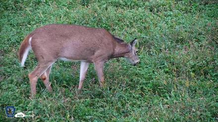 Pennsylvania Elk Live Webcam - Oct 1, 2026, 5:59pm EDT