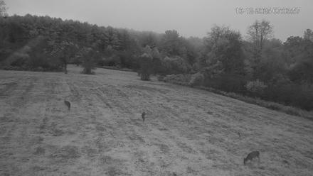 Pennsylvania Elk Live Webcam - Oct 12, 2025, 7:04am EDT