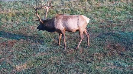 Pennsylvania Elk Live Webcam - Sep 9, 2025, 8:01am EDT