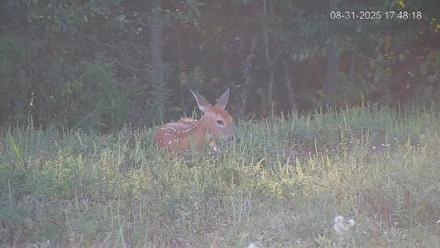 Pennsylvania Elk Live Webcam - Aug 31, 2025, 5:49pm EDT