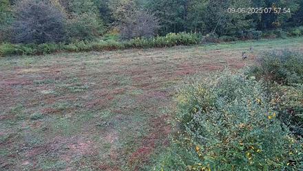 Pennsylvania Elk Live Webcam - Sep 6, 2025, 7:58am EDT