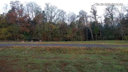 Pennsylvania Elk Live Webcam - Sep 26, 2025, 7:05am EDT