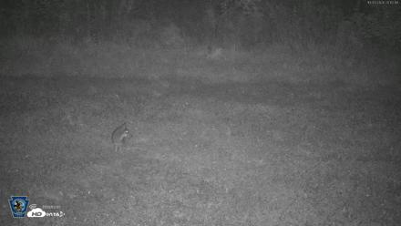 Pennsylvania Elk Live Webcam - Oct 3, 2026, 8:13pm EDT