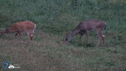 Pennsylvania Elk Live Webcam - Sep 28, 2026, 7:14pm EDT