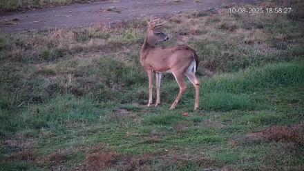 Pennsylvania Elk Live Webcam - Oct 8, 2025, 6:59pm EDT