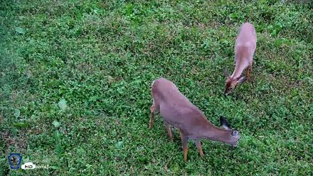 Pennsylvania Elk Live Webcam - Sep 29, 2026, 6:24pm EDT
