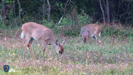 Pennsylvania Elk Live Webcam - Oct 1, 2026, 6:33pm EDT