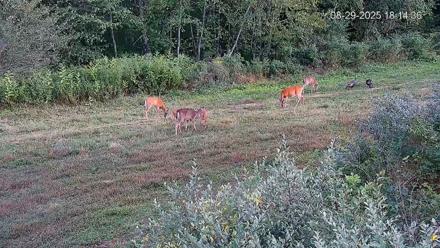 Pennsylvania Elk Live Webcam - Aug 29, 2025, 6:15pm EDT