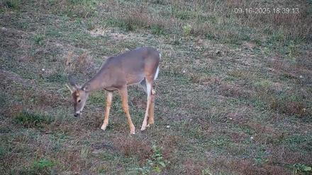 Pennsylvania Elk Live Webcam - Sep 16, 2025, 6:40pm EDT