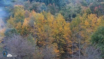 Pennsylvania Elk Live Webcam - Oct 1, 2026, 5:33pm EDT
