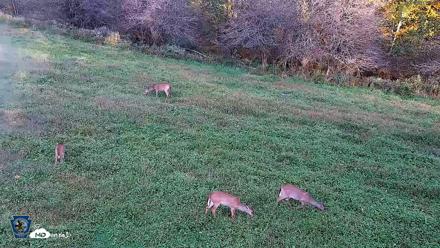 Pennsylvania Elk Live Webcam - Oct 1, 2026, 5:53pm EDT