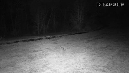 Pennsylvania Elk Live Webcam - Oct 14, 2025, 5:32am EDT