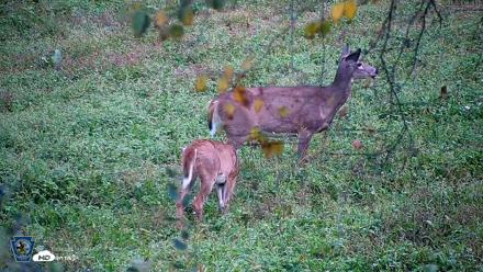 Pennsylvania Elk Live Webcam - Oct 1, 2026, 6:21pm EDT