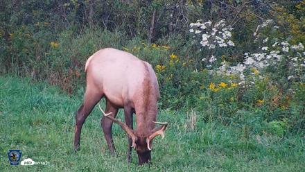 Pennsylvania Elk Live Webcam - Sep 8, 2026, 6:30pm EDT