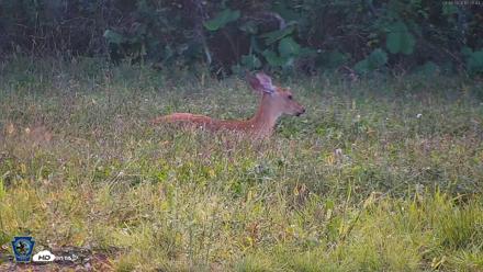 Pennsylvania Elk Live Webcam - Sep 8, 2026, 5:28pm EDT