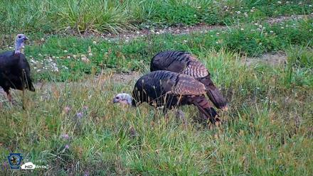 Pennsylvania Elk Live Webcam - Oct 1, 2026, 1:00pm EDT