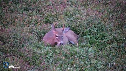 Pennsylvania Elk Live Webcam - Oct 2, 2026, 6:58pm EDT
