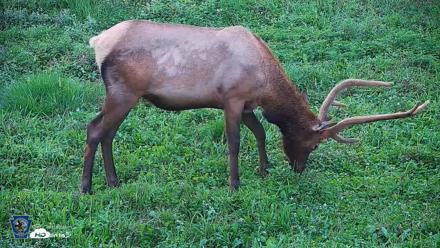 Pennsylvania Elk Live Webcam - Aug 7, 2026, 7:56pm EDT