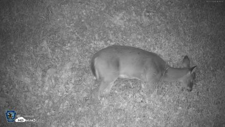 Pennsylvania Elk Live Webcam - Sep 27, 2026, 6:46am EDT