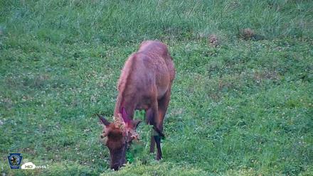 Pennsylvania Elk Live Webcam - Aug 6, 2026, 7:12pm EDT