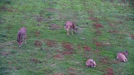 Pennsylvania Elk Live Webcam - Oct 17, 2025, 6:25pm EDT