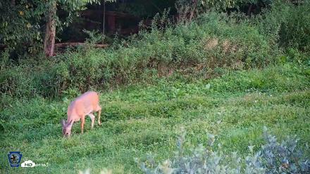 Pennsylvania Elk Live Webcam - Aug 18, 2026, 7:20pm EDT