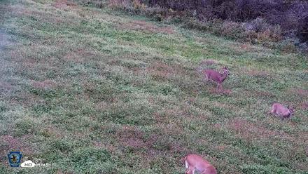 Pennsylvania Elk Live Webcam - Oct 2, 2026, 5:22pm EDT