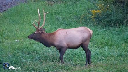 Pennsylvania Elk Live Webcam - Sep 8, 2026, 6:49pm EDT