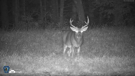 Pennsylvania Elk Live Webcam - Sep 29, 2026, 5:44am EDT