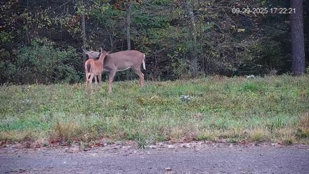 Pennsylvania Elk Live Webcam - Sep 29, 2025, 5:23pm EDT