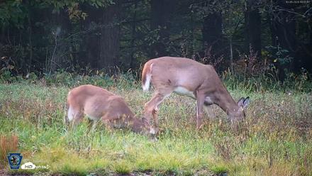Pennsylvania Elk Live Webcam - Oct 1, 2026, 6:16pm EDT