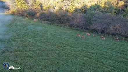 Pennsylvania Elk Live Webcam - Sep 7, 2026, 6:53pm EDT