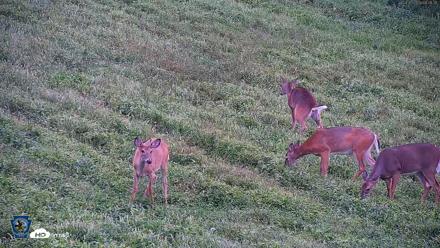 Pennsylvania Elk Live Webcam - Sep 5, 2026, 8:07am EDT