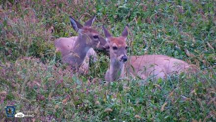 Pennsylvania Elk Live Webcam - Oct 1, 2026, 8:21am EDT