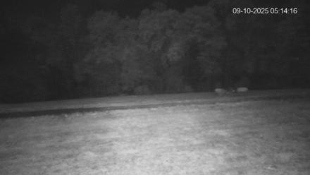 Pennsylvania Elk Live Webcam - Sep 10, 2025, 5:15am EDT
