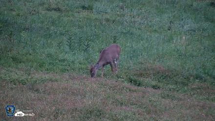 Pennsylvania Elk Live Webcam - Sep 28, 2026, 7:06pm EDT