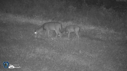 Pennsylvania Elk Live Webcam - Oct 3, 2026, 10:31pm EDT