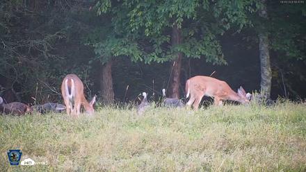 Pennsylvania Elk Live Webcam - Sep 9, 2026, 6:43pm EDT