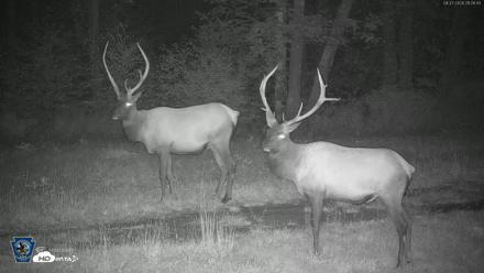 Pennsylvania Elk Live Webcam - Aug 27, 2026, 9:02pm EDT