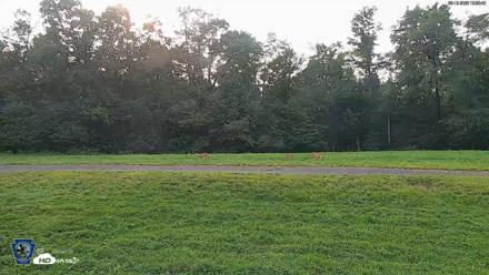 Pennsylvania Elk Live Webcam - Aug 10, 2026, 6:56pm EDT