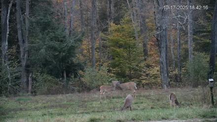 Pennsylvania Elk Live Webcam - Oct 17, 2025, 6:43pm EDT