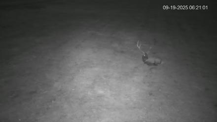 Pennsylvania Elk Live Webcam - Sep 19, 2025, 6:21am EDT